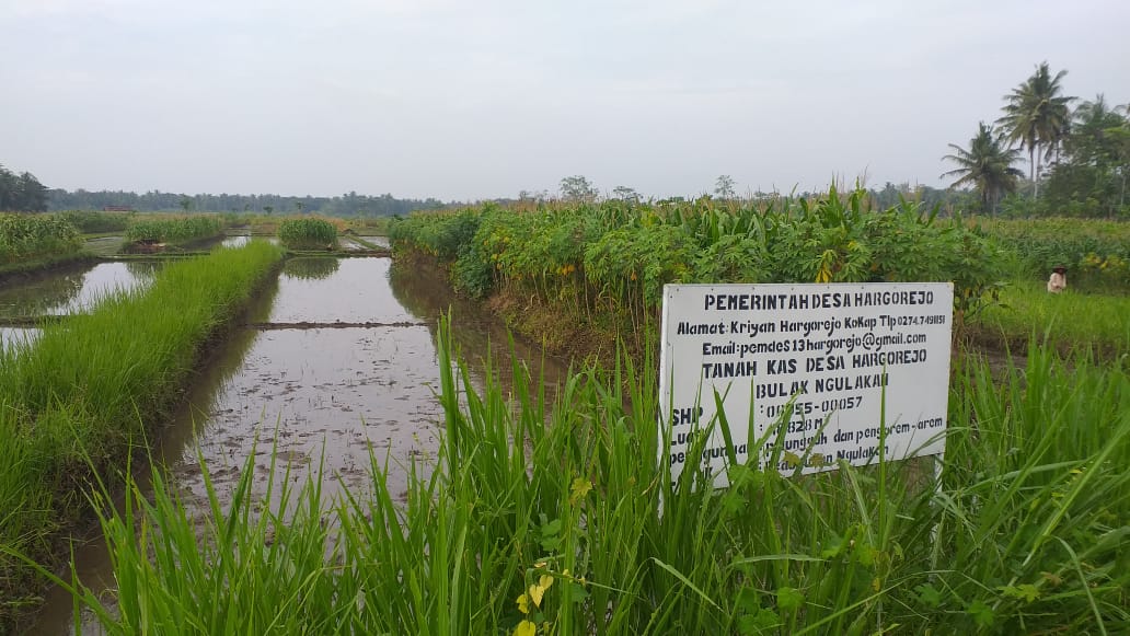 Tanah Kas Desa Hargorejo Di Pesawahan